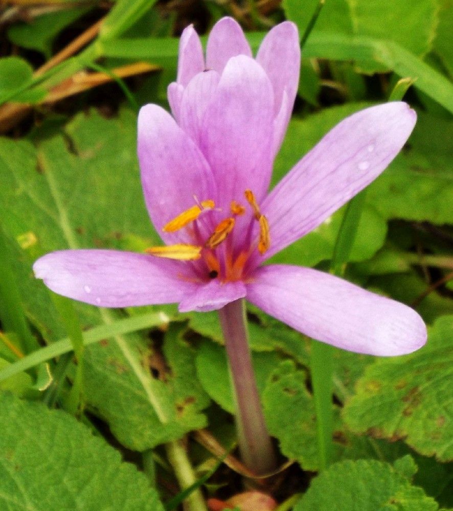 Colchicum alpinum? No, Colchicum autumnale (Liliales-Colchicaceae)